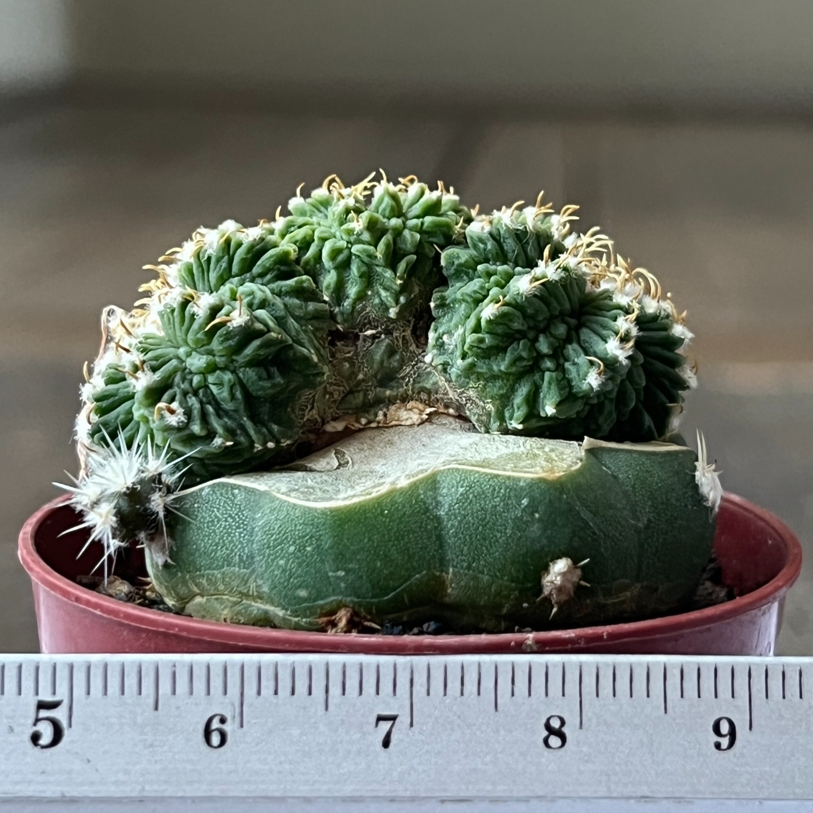 A50-1640 Cactus intercostatum, GCG10888, Puente Ciprian, Seyones, grafted