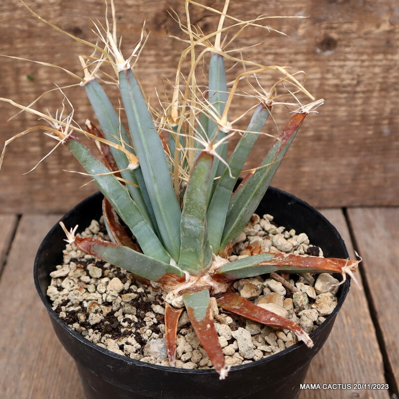 A1538 LEUCHTENBERGIA PRINCIPIS pot14-H13-W16 cm MaMa Cactus