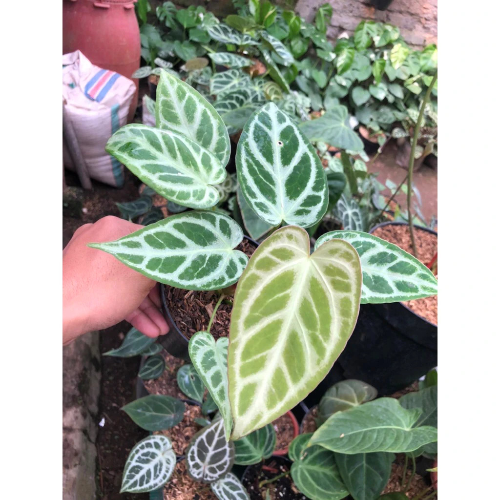 Anthurium Silver Blush Unique Live Tropical Exotic Plant Rare PL147