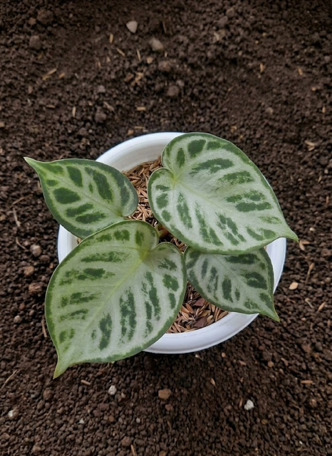 Anthurium Silver Chrome Rare Exotic Velvet Aroid Rare Tropical Houseplant