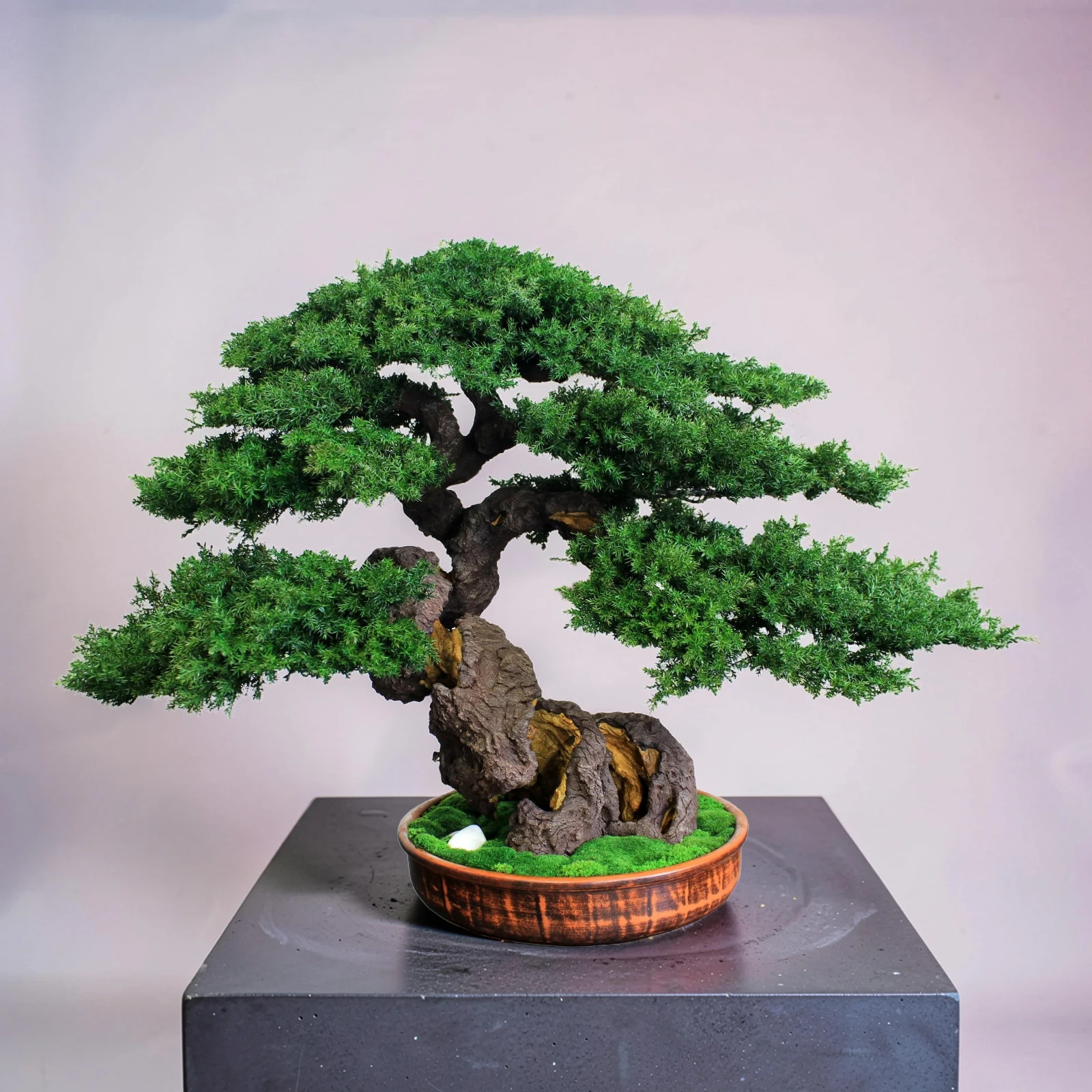Artistic Preserved Bonsai Tree – Handmade Juniper Decor Sculpture. 49 cm / 19.3″