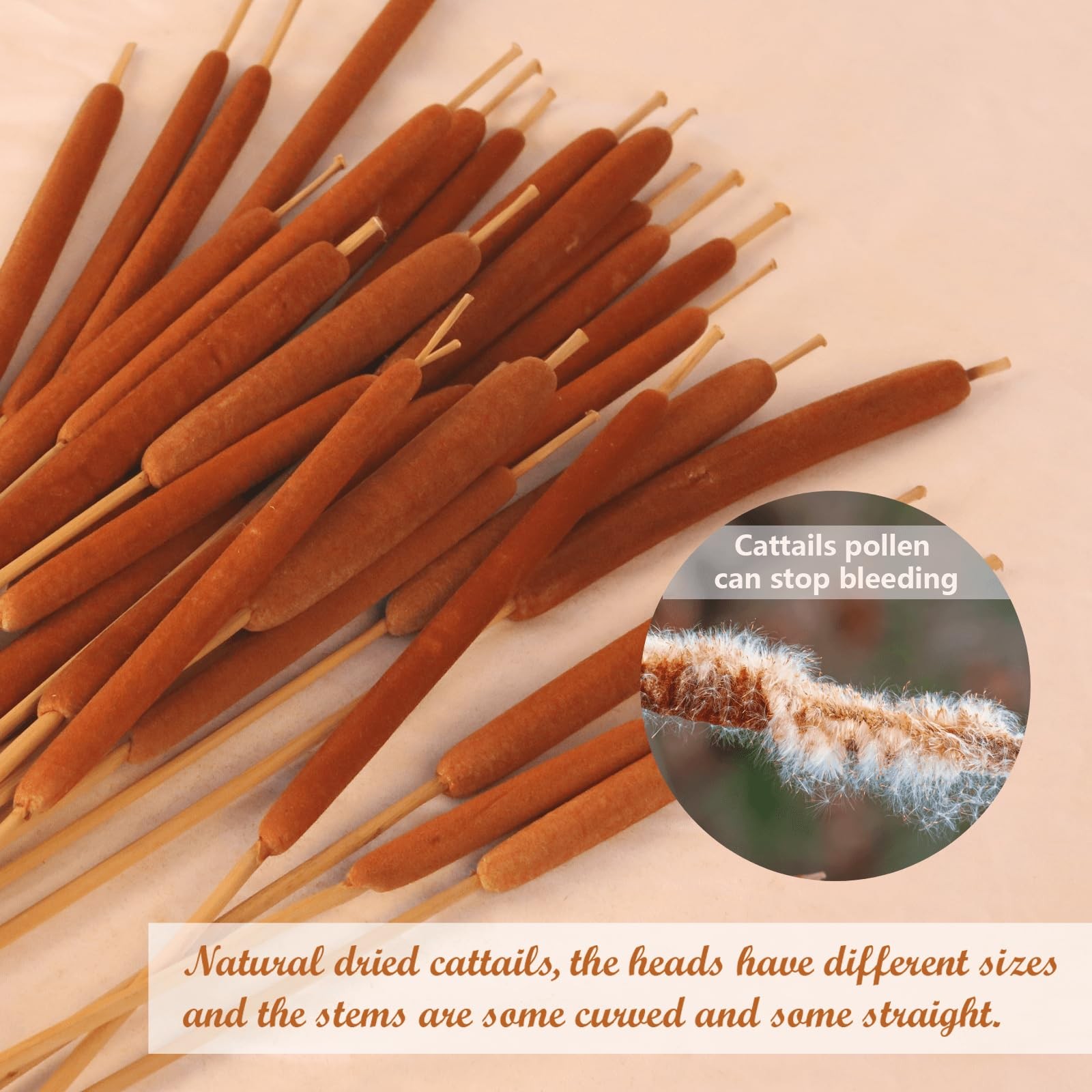 Dried Natural Brown Cattails Flowers – 20PCS Real Broadleaf Pencil Cattail St…