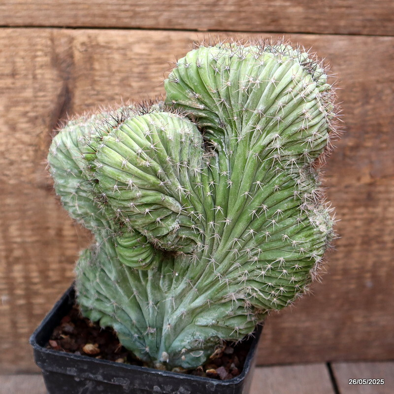 D4372 POLASKIA CHICHIPE CRESTED pot10-H17-W16 cm MaMa Cactus