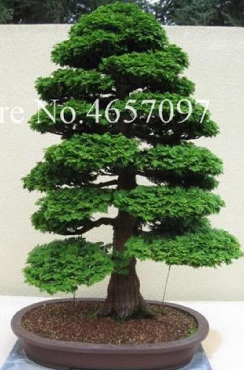 (10) BONSAI PINE TREE SEEDS rare exotic home garden mini dwarf USA SELLER TRACK
