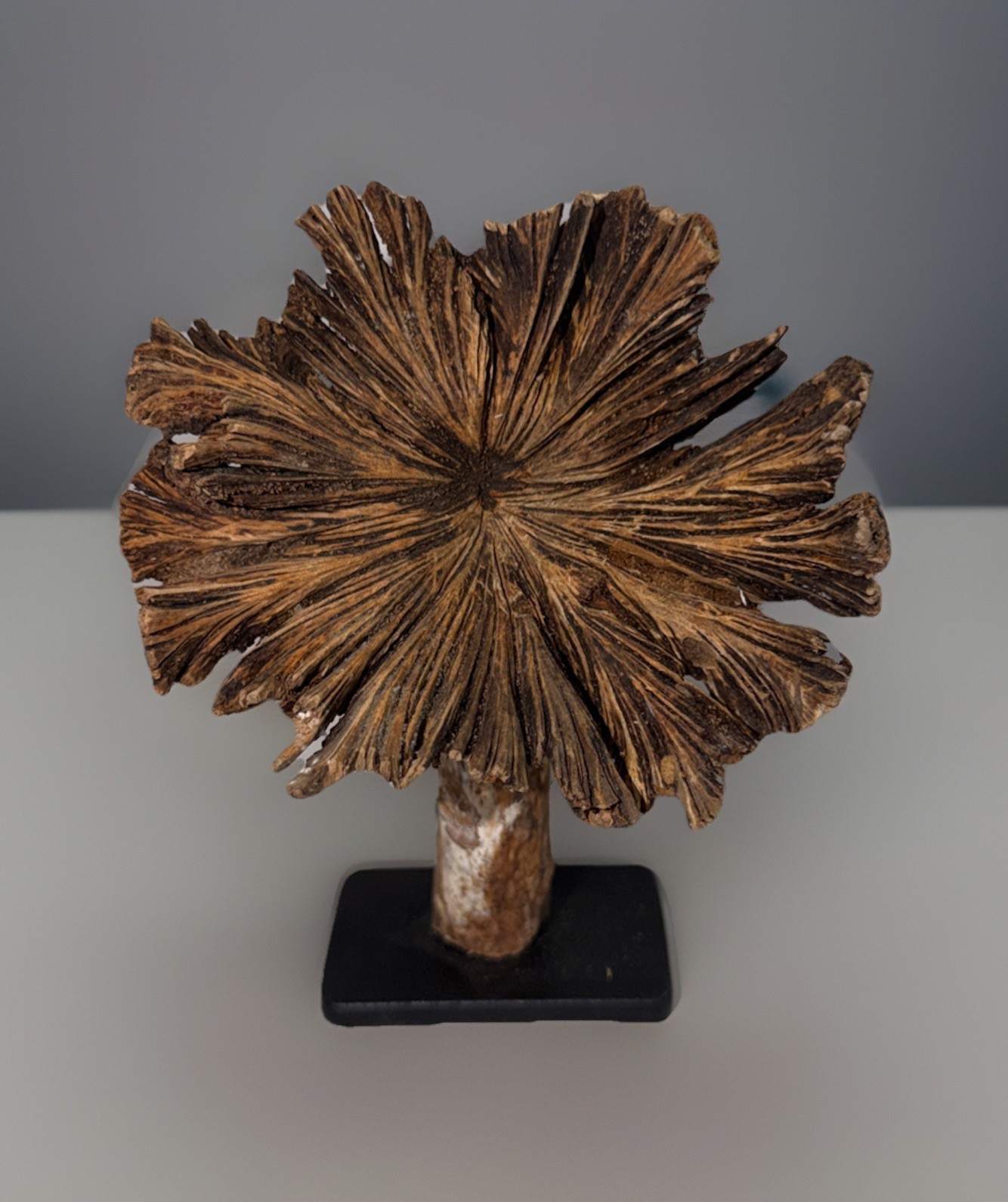 Rare Guatemala Wooden Tree Flower / Tree Ear on Iron Stand.