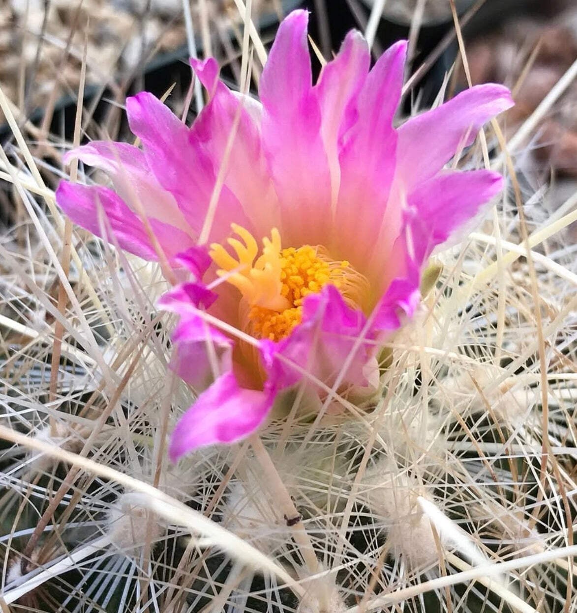 Thelocactus argenteus 10 SEEDS – Rare Cactus SEEDS