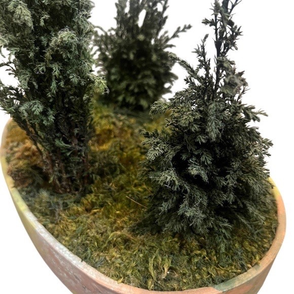 FOREVER GREEN ART Potted Quartet Mini Cypress Tree In Oval Terra Cotta Planter