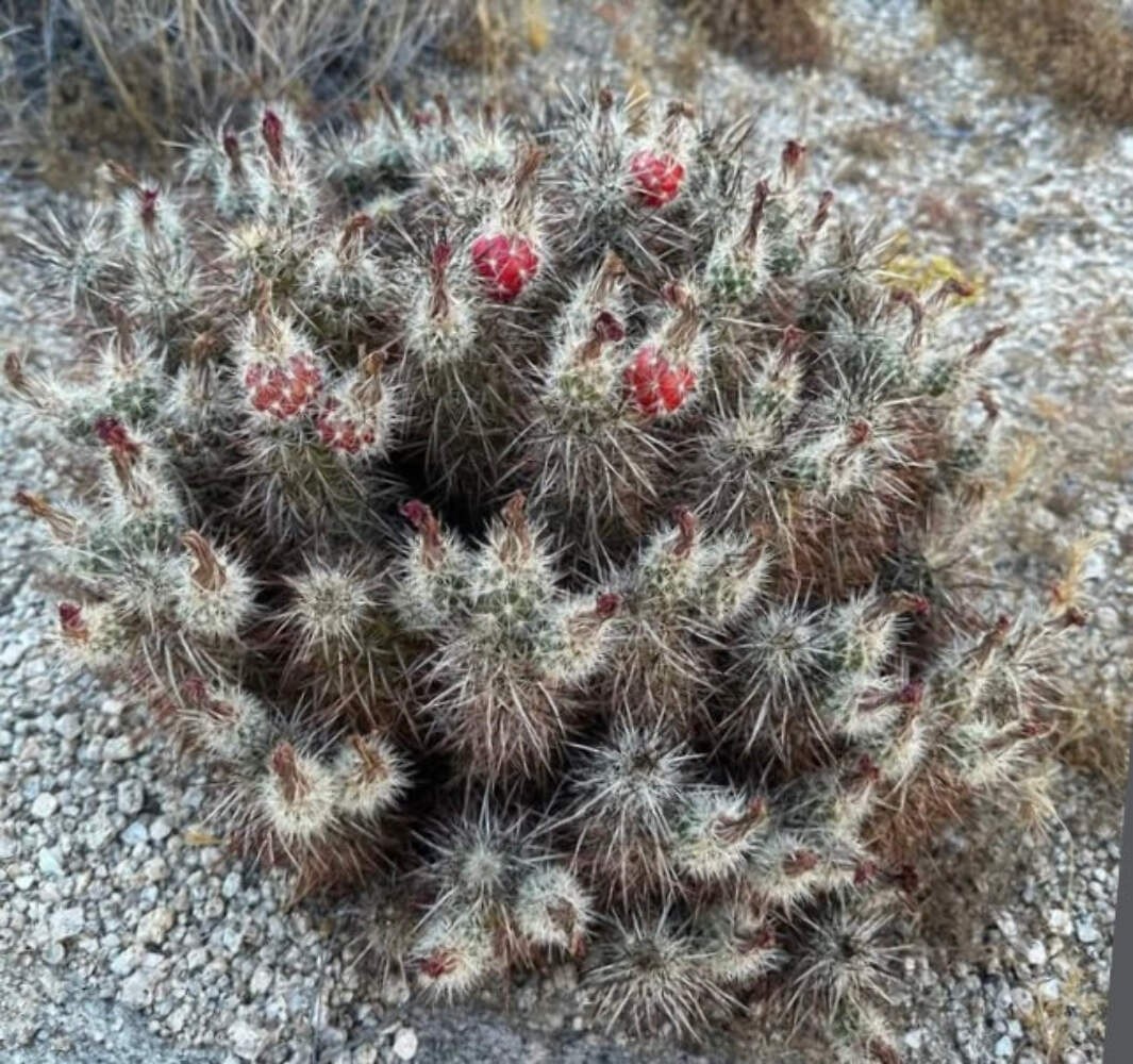 Echinocereus engelmannii 100 SEEDS – Rare Cactus SEEDS