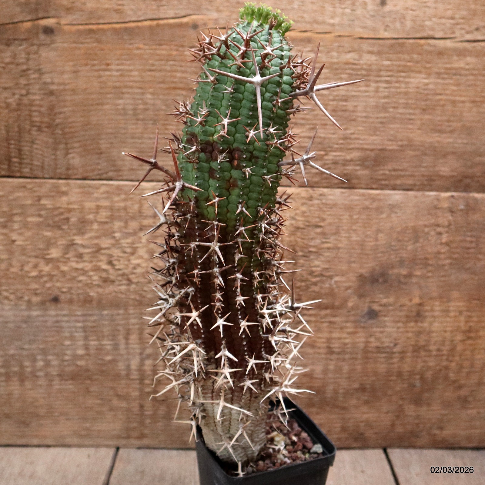 D7935 EUPHORBIA STELLISPINA pot8-H30-W7 cm MaMa Cactus