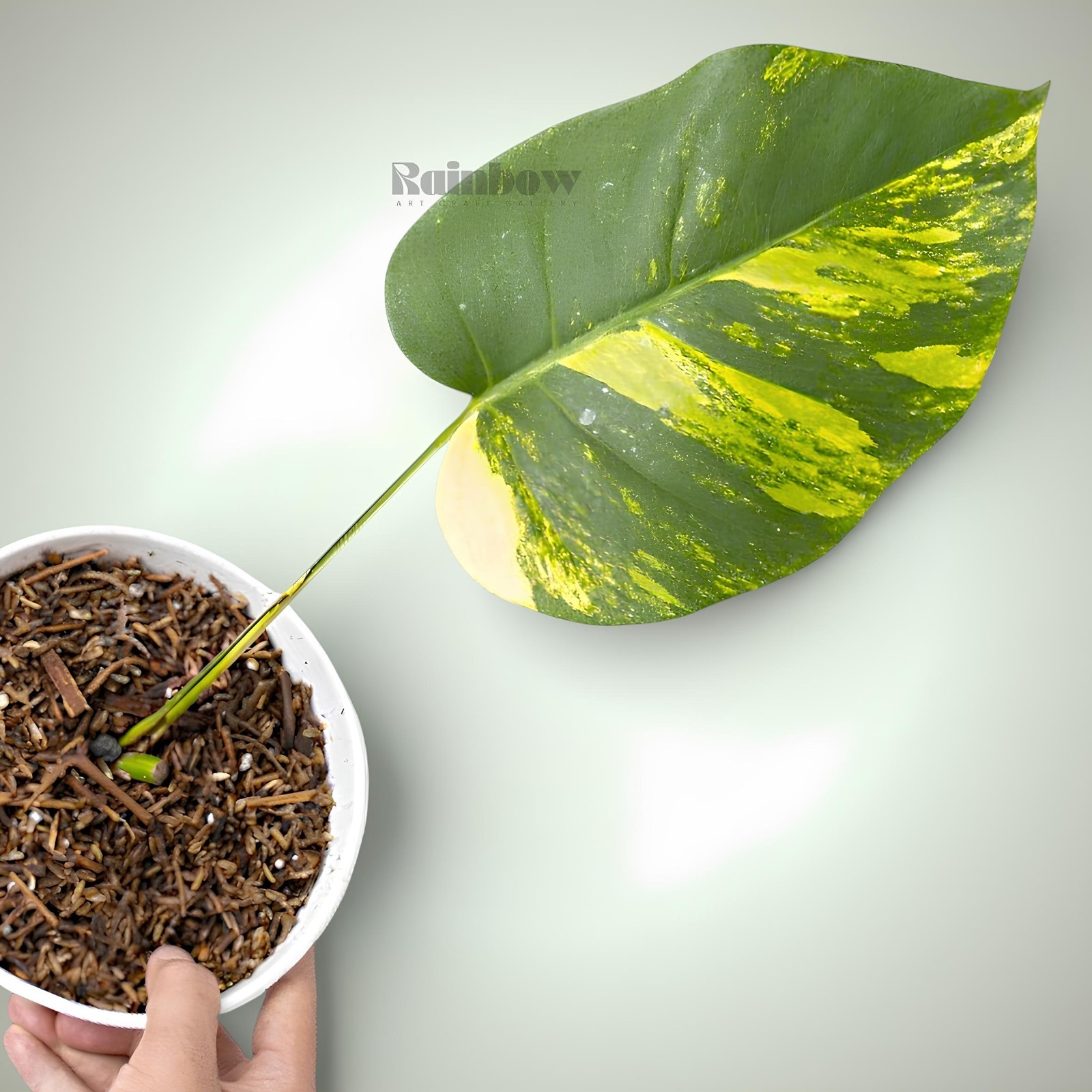 Monstera Marmorata Cutting Ornamental Plant
