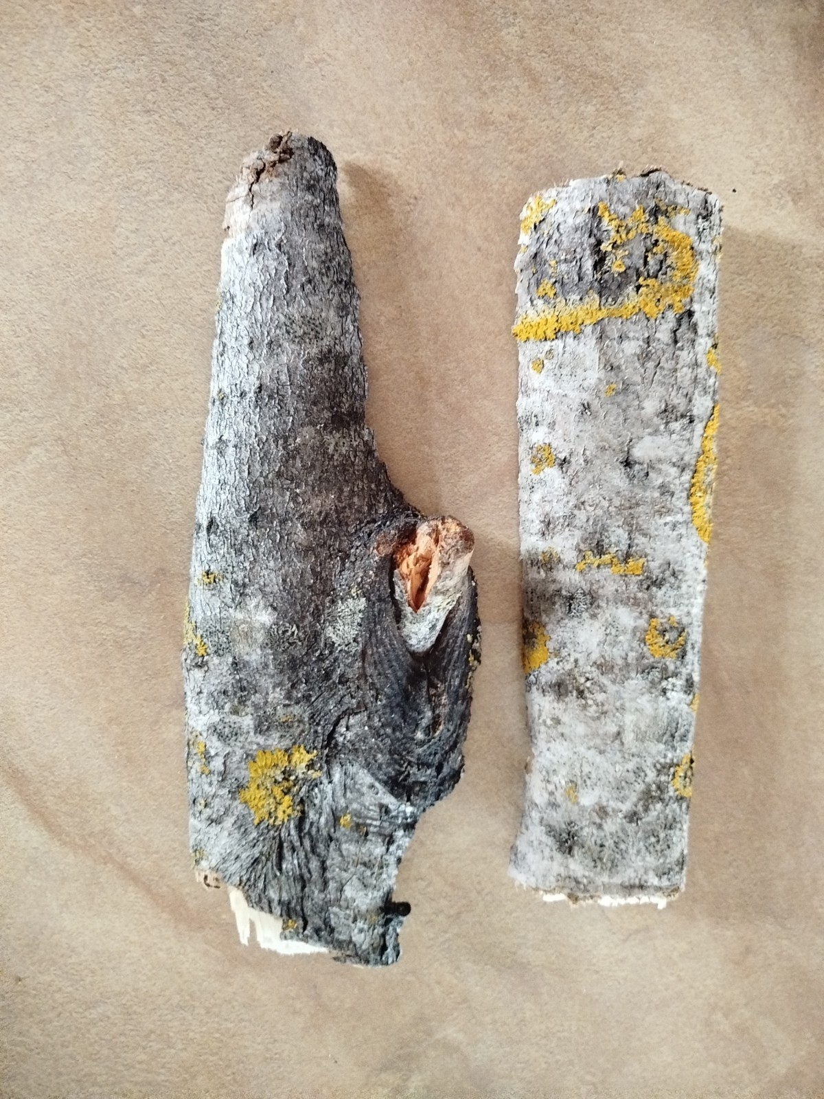 2x large Aspen bark 2026 organic natural dried Populus tremula Eco for Terrarium