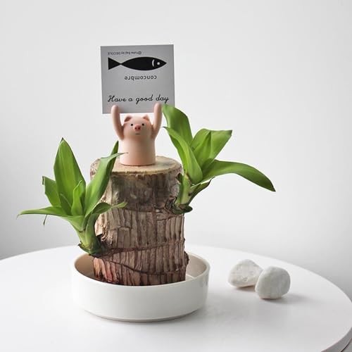 Ceramic Plant Saucer 4” Water Catcher Pot Tray for Brazilian Wood Plant |