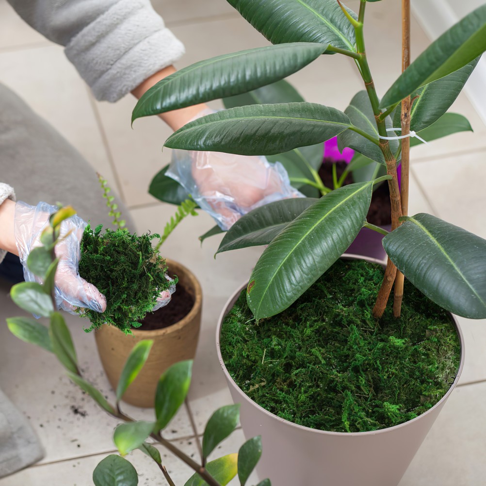 Green Moss Plant Crafts Decorative for Bonsai Artificial Crafting
