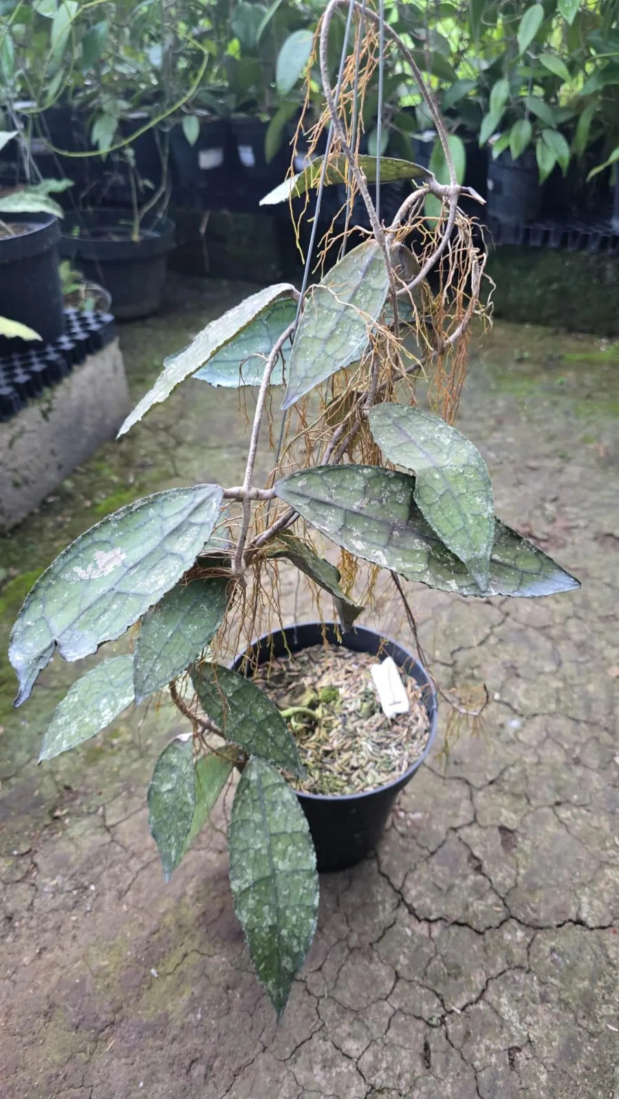 Real Picture Hoya Clemensiorum Crocodile Splash Lush Leaves