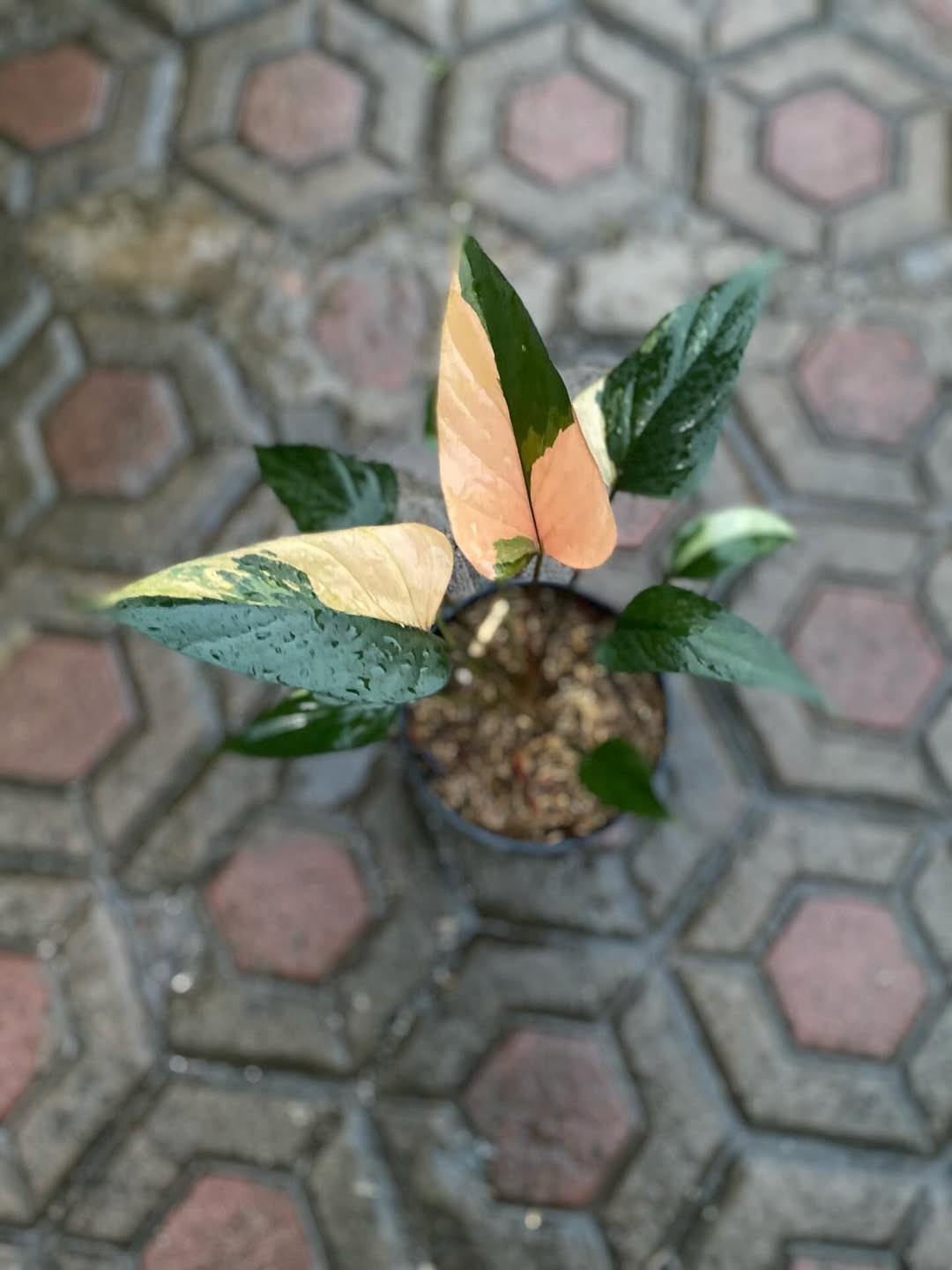 Homalomena Pink Diamond Variegated Very Beauty Real Picture