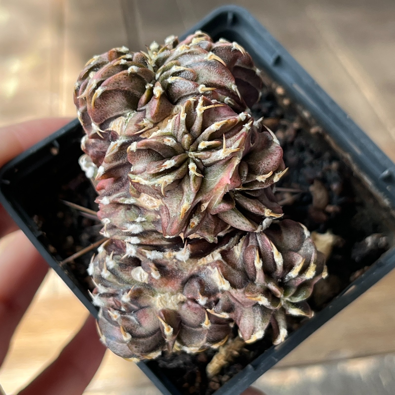 A4-2035 Gymnocalycium friedrichii VOS-014, AGUA Dulce, f. monstrosa, grafted