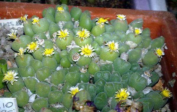 CONOPHYTUM MIX SEEDS 100 PCS 2022 harvest /approximately 20 species/