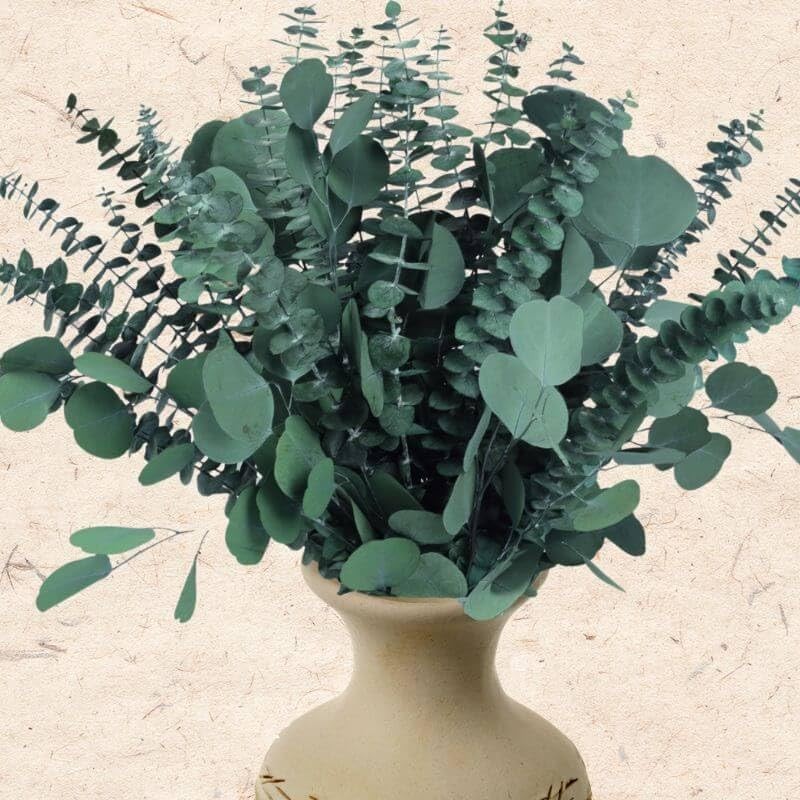32 Pcs Large Dried Eucalyptus & Silver Dollar Leaves Bundle – 100% Natural Re…