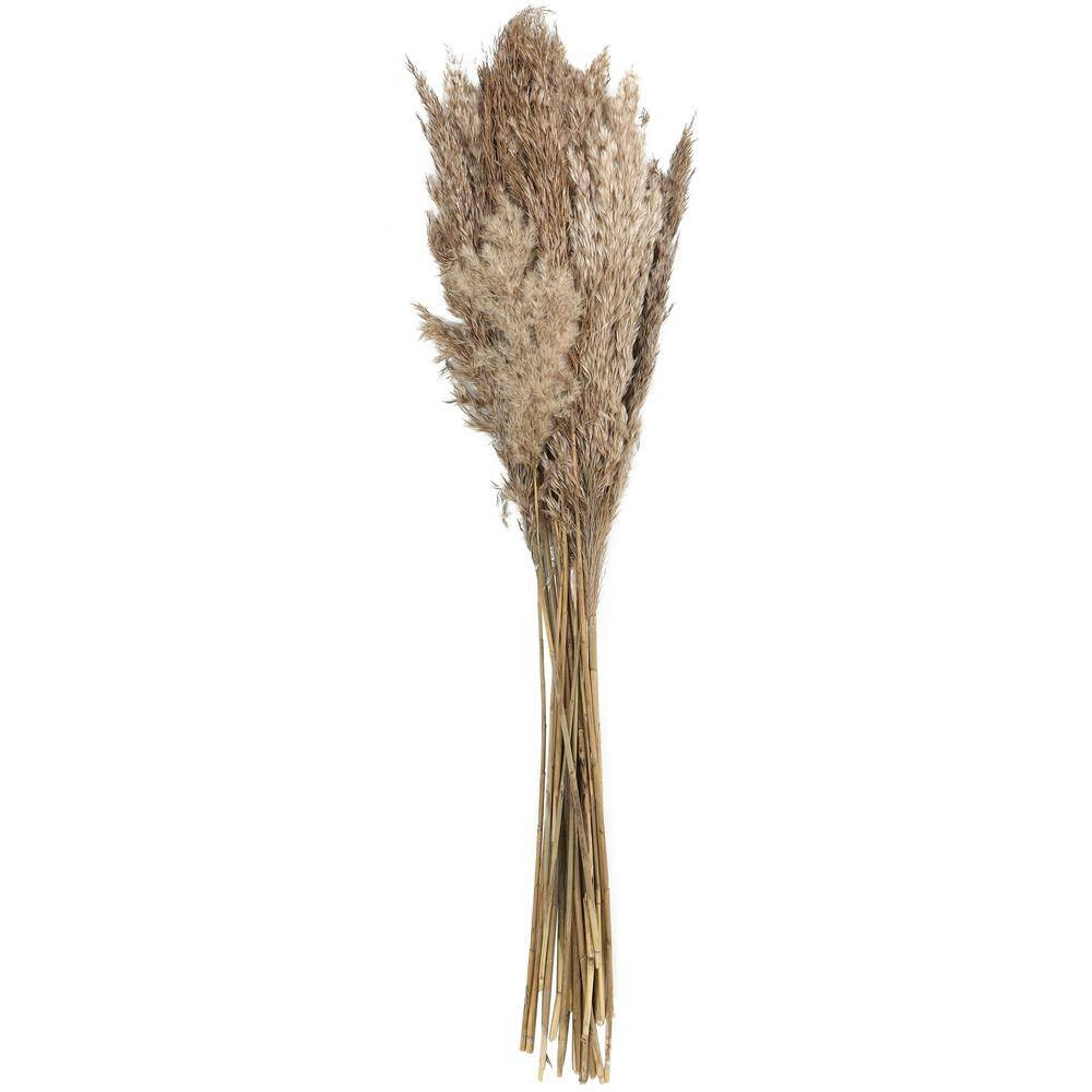 35 In. Pampas Natural Foliage with Long Stems (1 Bundle)