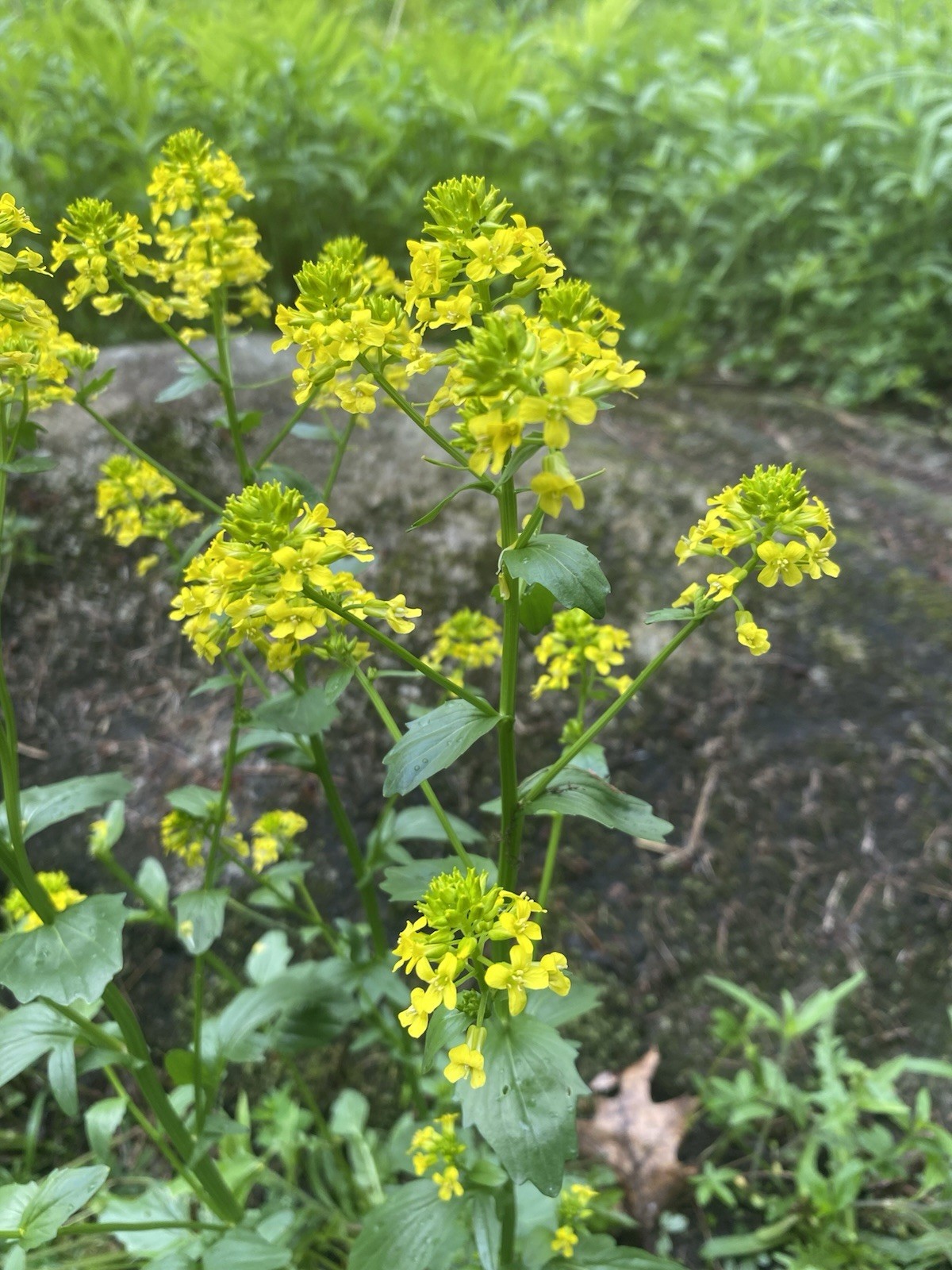 Native Maine Yellow Rocket Cress