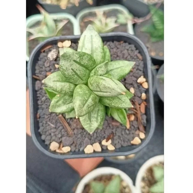 Sansevieria Hybrid Pyramid Rare Plant