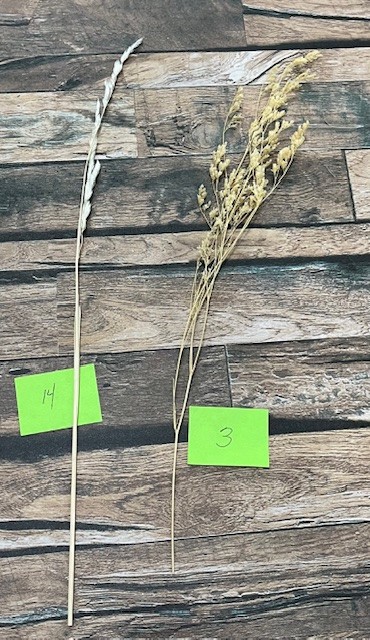 Natural Dried Pampas Grass ~ Boho ~ Home Decor ~ Wedding ~ 70 pcs