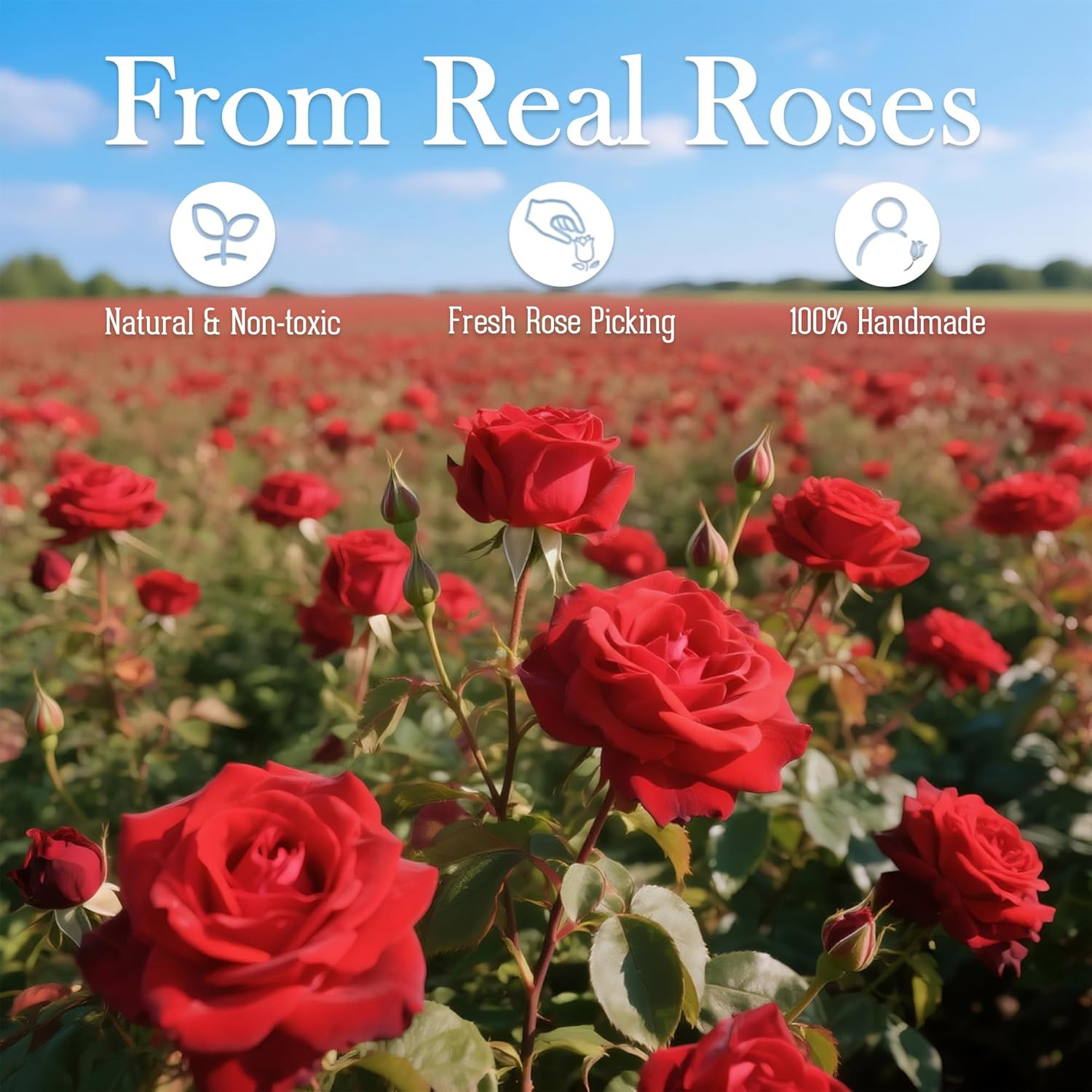 Preserved Roses in a Box, Blooming Real Roses Decor, Eternal Flowers for Deliver