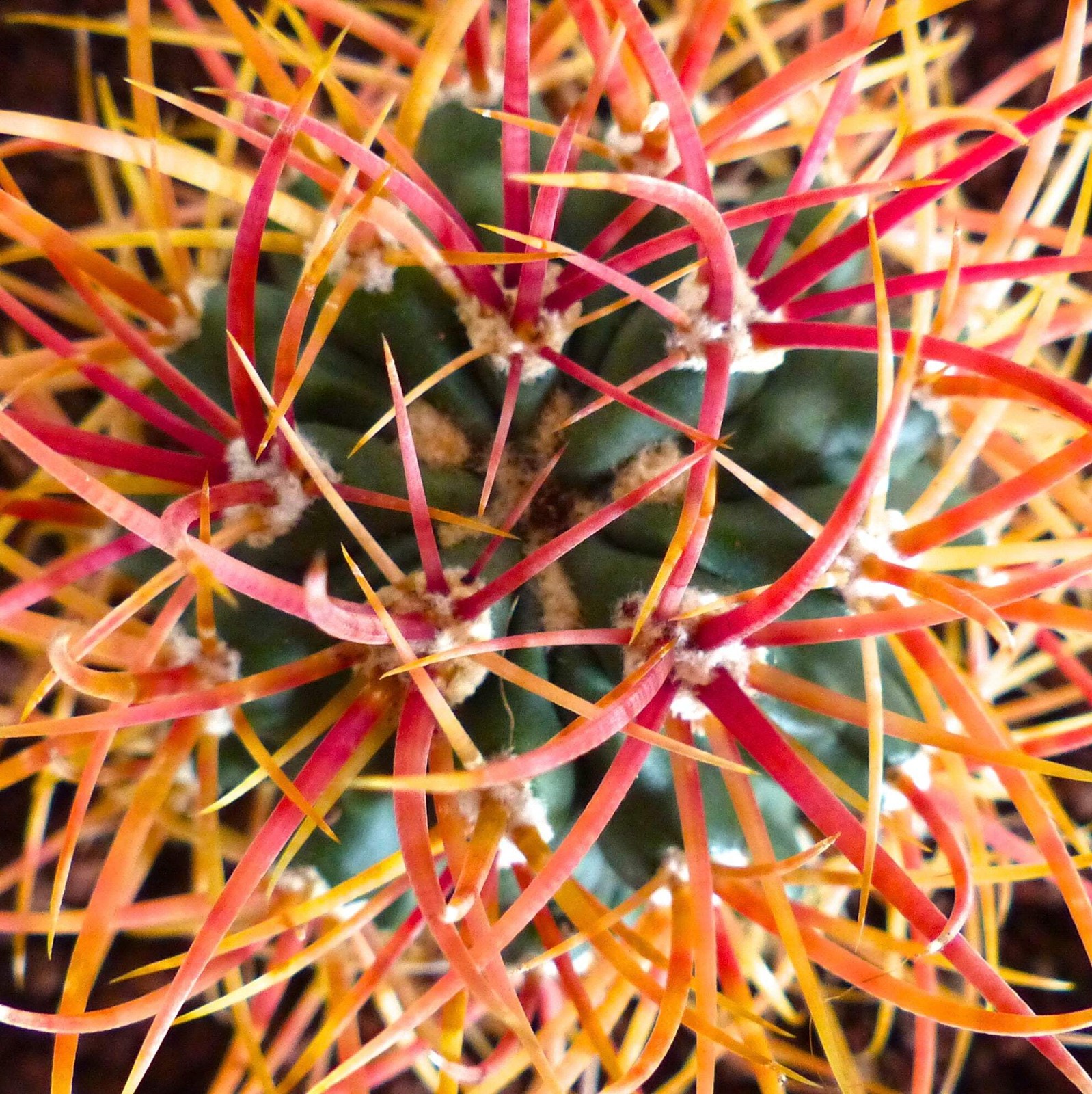 Ferocactus chrysacanthus ORANGE spines – Golden barrel cactus | Golden spined ba