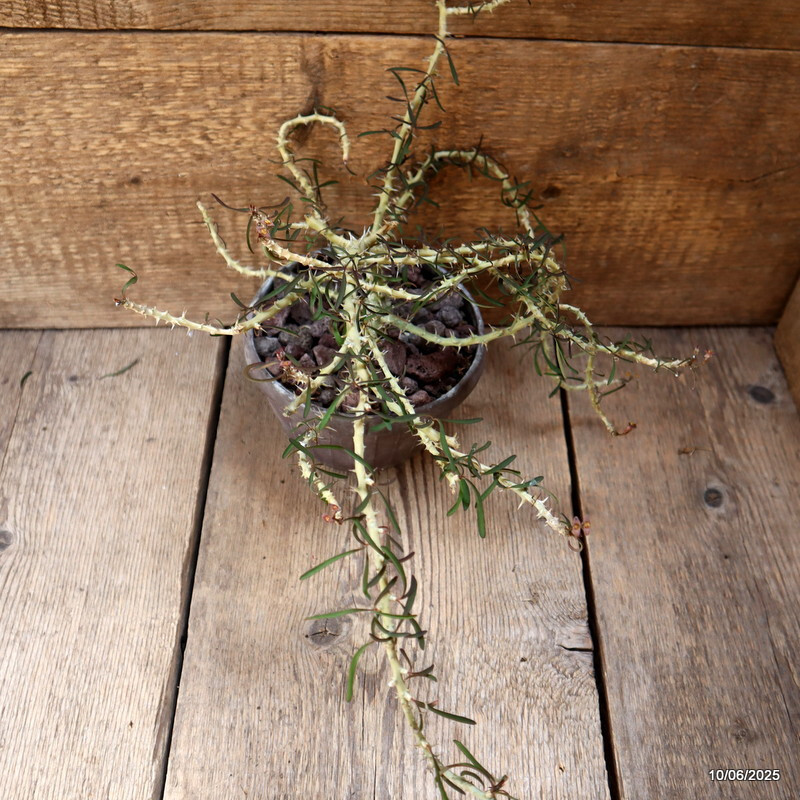D4555 EUPHORBIA SAKARAHAENSIS pot15-H16-W40 cm MaMa Cactus