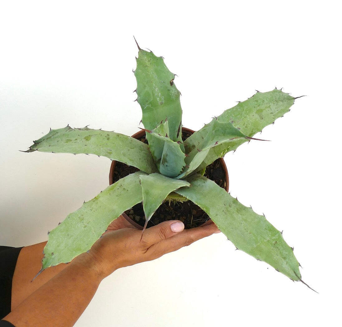 Agave macroacantha X Agave americana – VARIEGATED VARIEGATE VARIEGATA