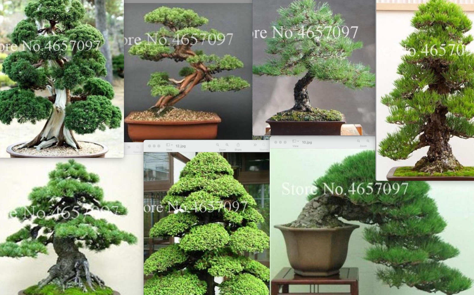 (10) BONSAI PINE TREE SEEDS rare exotic home garden mini dwarf USA SELLER TRACK