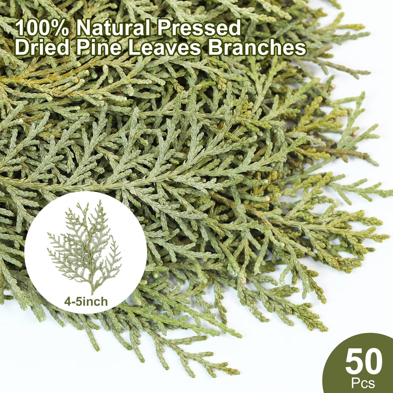 Real Pressed Pine Leaves Branches for Christmas Crafts, Natural Dried Botanic…