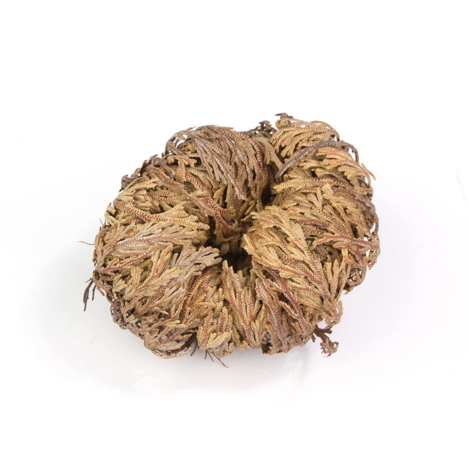 Rose of Jericho Dried Flower Jumbo Size 5” – 3.5” – 6” – Sacred Plant