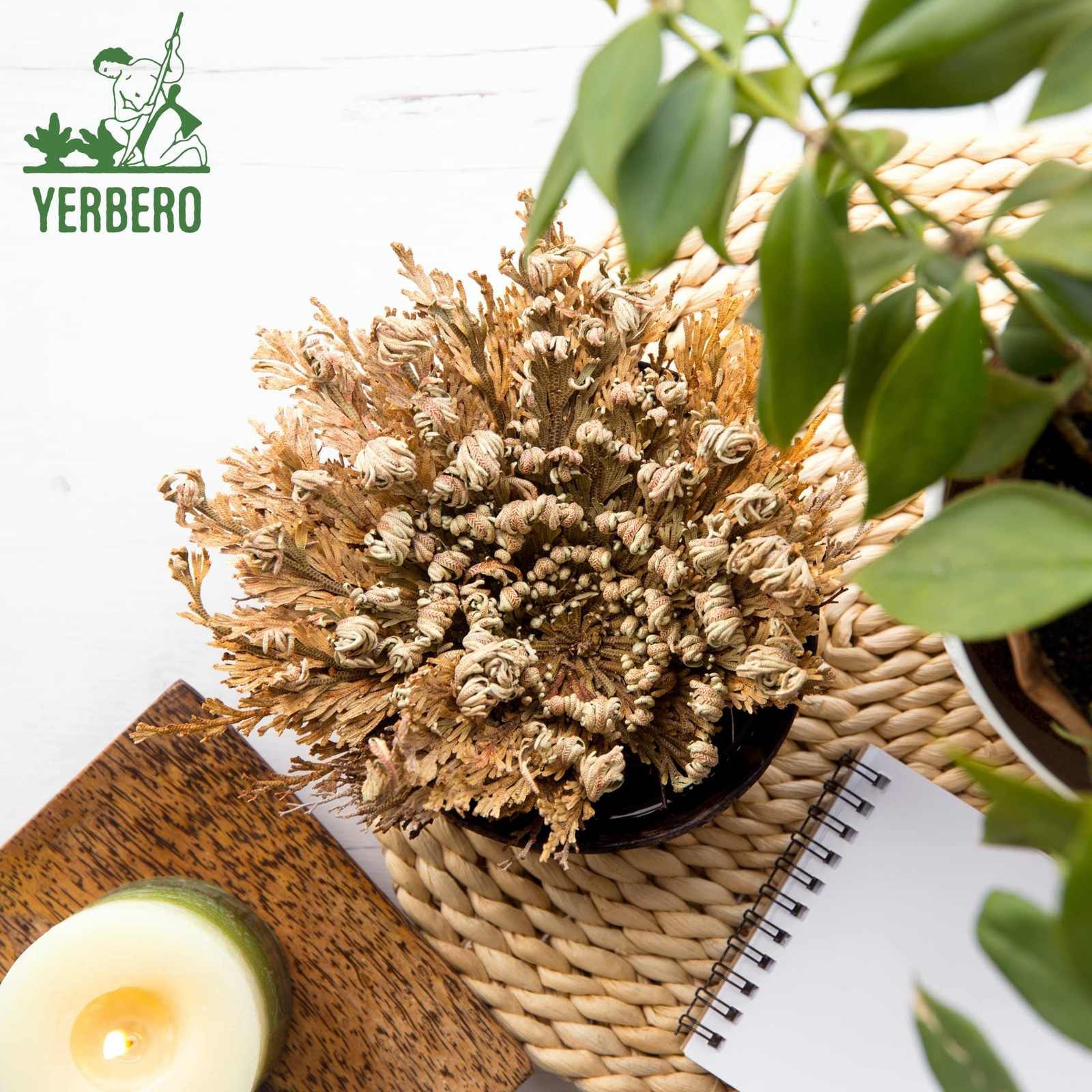 Rose of Jericho Dried Flower Jumbo Size 5” – 3.5” – 6” – Sacred Plant