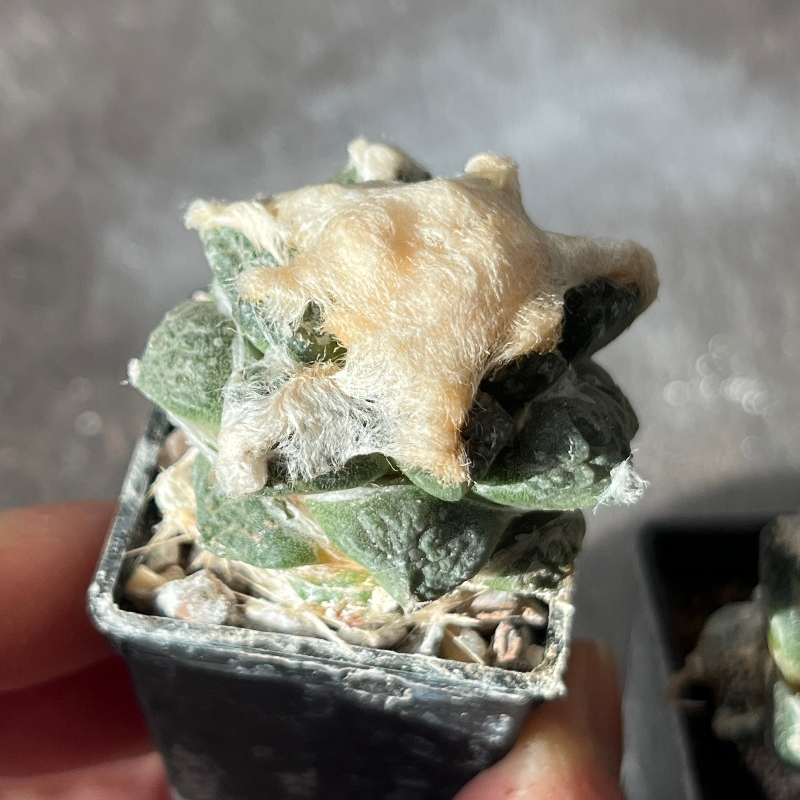 A7-4257 Cactus hybr (fiss x retusus) 2 pieces (Grafted)