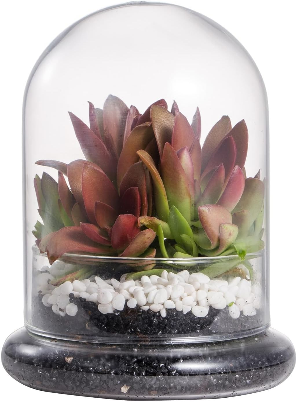Chic Clear Glass Terrarium Cloche with Base – Ideal for Succulents or Displays