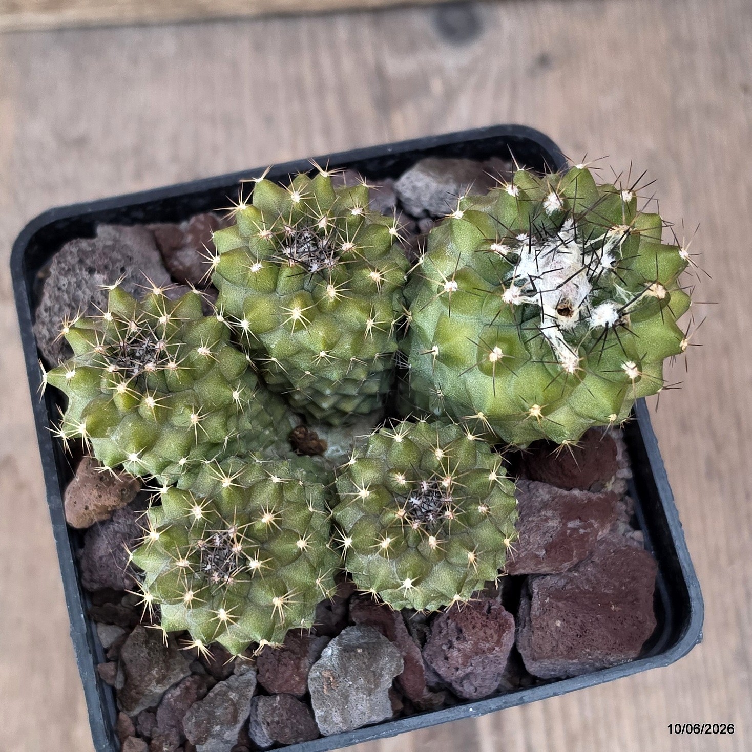 D3361 COPIAPOA VARISPINA pot10-H7-W10 cm MaMa Cactus