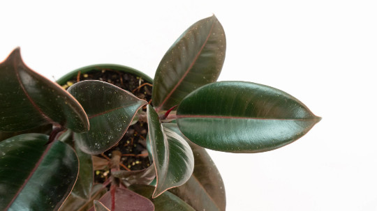 Rubber Plant Ficus elastica 4″ Pot | Burgundy Tree | Tropical Live House Plant