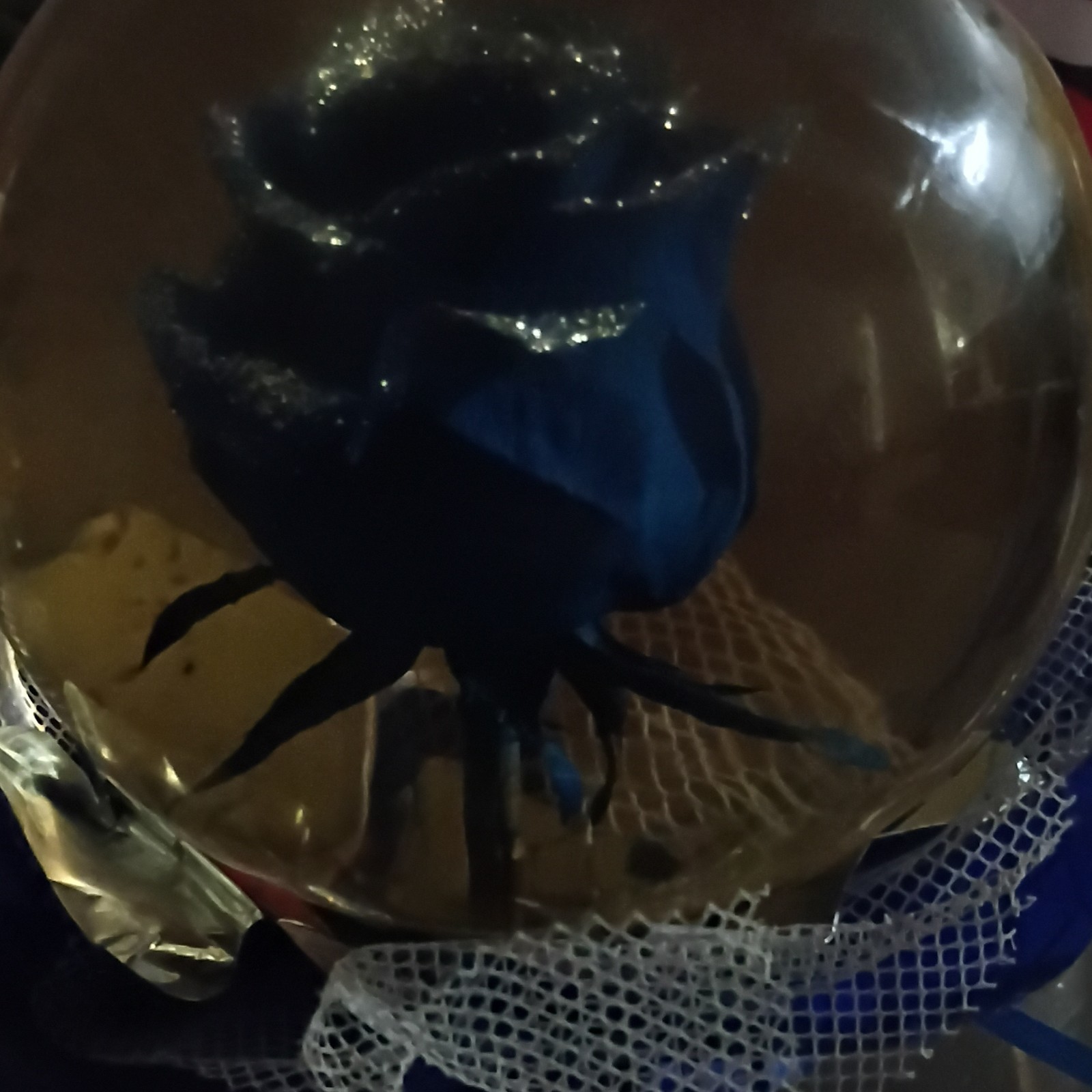 blue rose that doesn’t get old inside a circle glass container