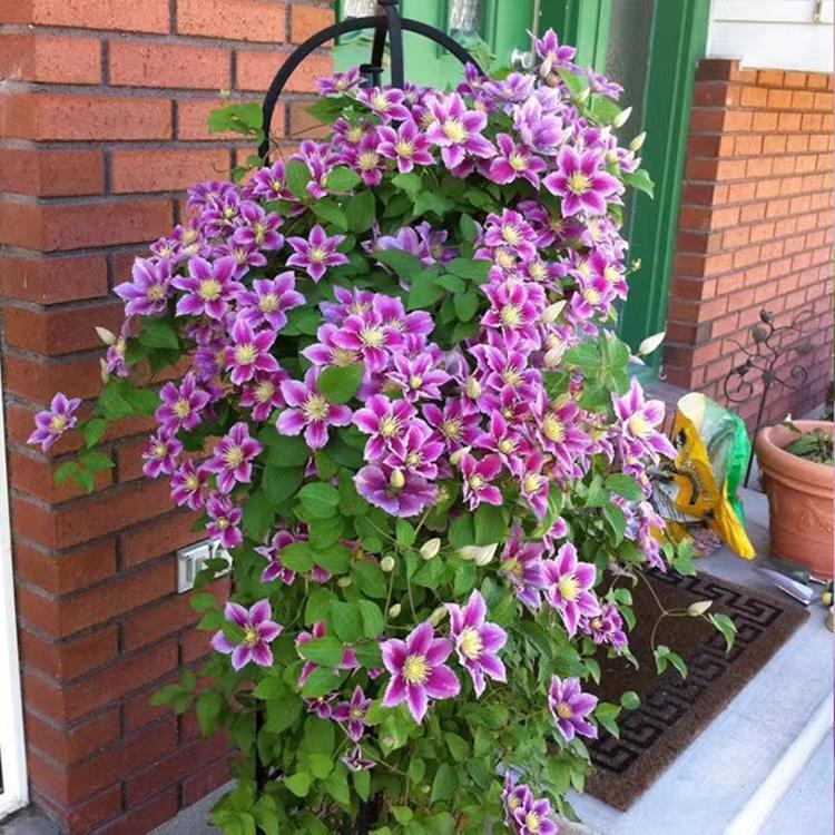 (10) CLEMATIS SEEDS rare exotic climber flower vine garden USA SELLER W/TRACK