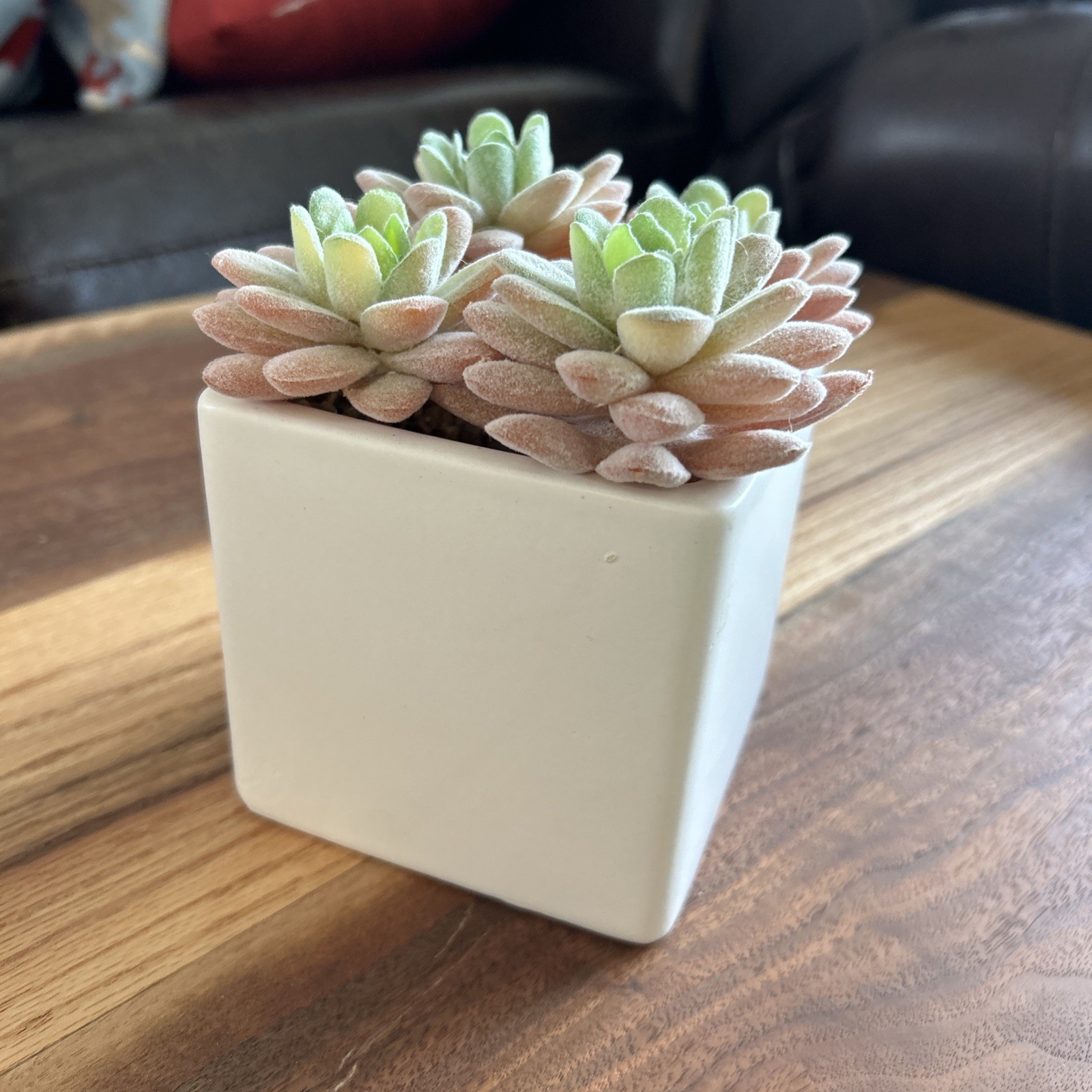 Faux Succulents Plants 4 Succulents in Pot for Home Bathroom Bed Gifting
