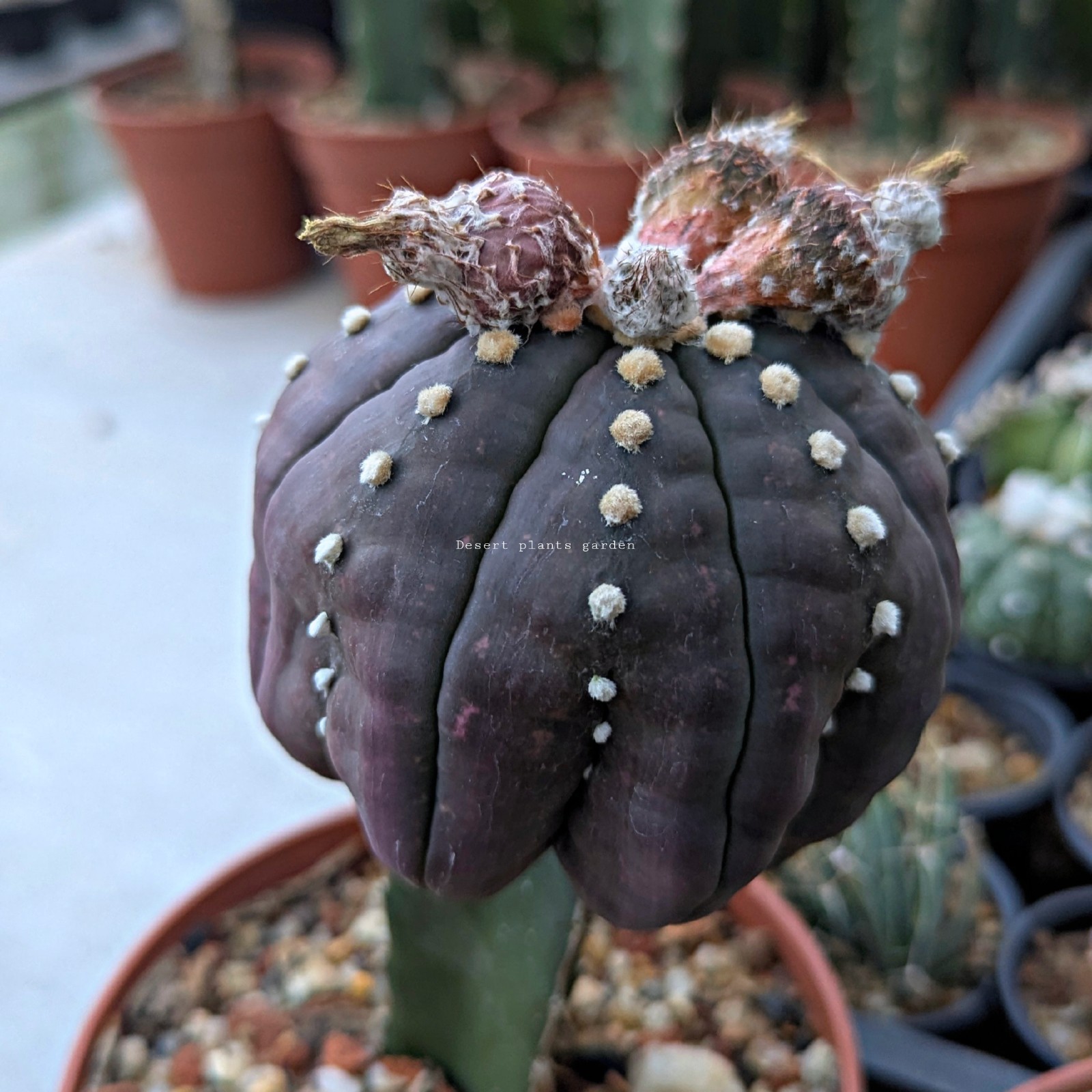 Astrophytum asterias Purple skin 25Seeds