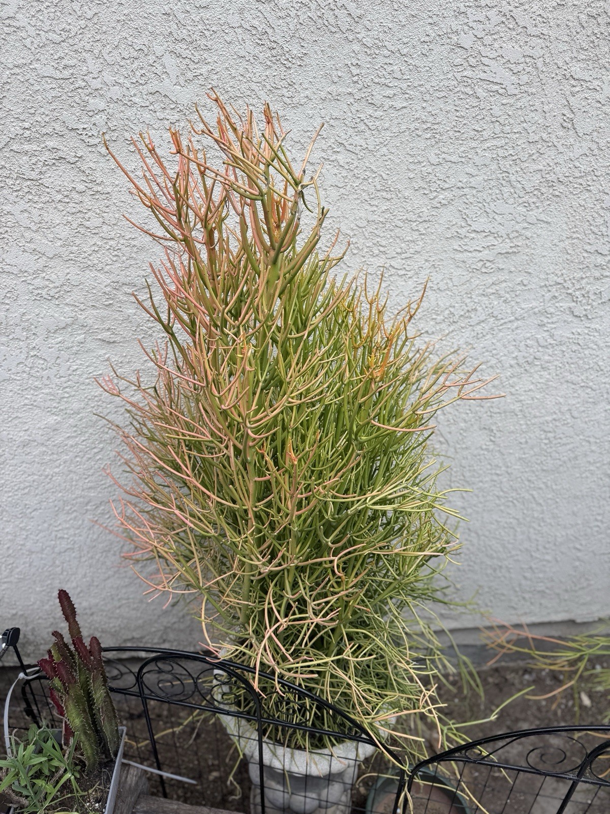 FIRE STICK Plant Euphorbia Tirucalli PENCIL CACTUS Succulent – FRESH CUTTINGS!