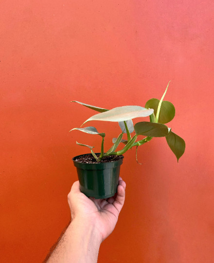 Silver Sword Philodendron in 4” Pot | Live House Plant Air Roots Multiple Nodes