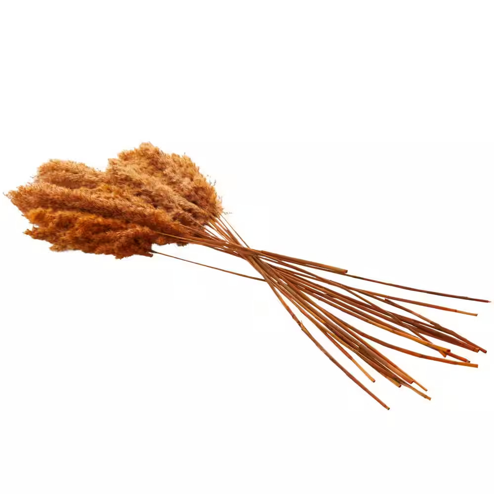 35 In. Pampas Natural Foliage with Long Stems (1 Bundle)