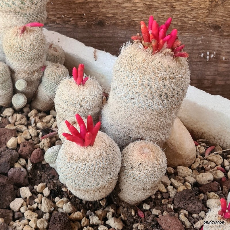D5526 EPITHELANTHA MICROMERIS potX-H10-W10 cm MaMa Cactus
