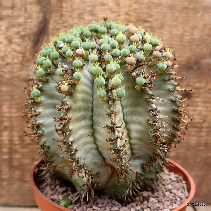 D3959 EUPHORBIA HORRIDA SNOWFLAKE pot14-H15-W16 cm MaMa Cactus