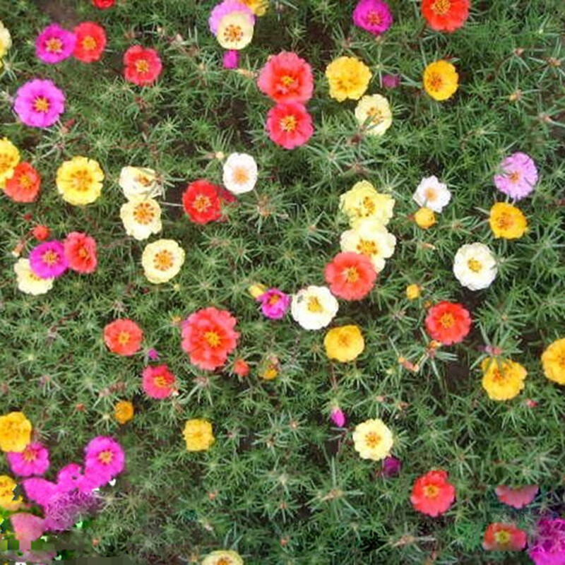 100 SEEDS Moss Rose Portulaca Double Flowered Mix