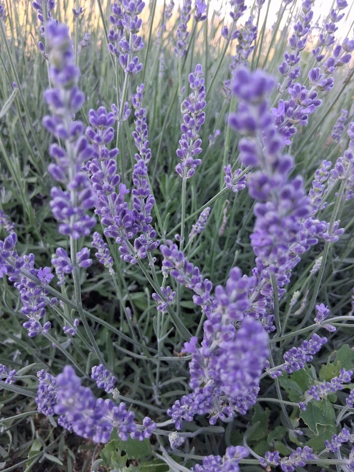 lavender bouquet