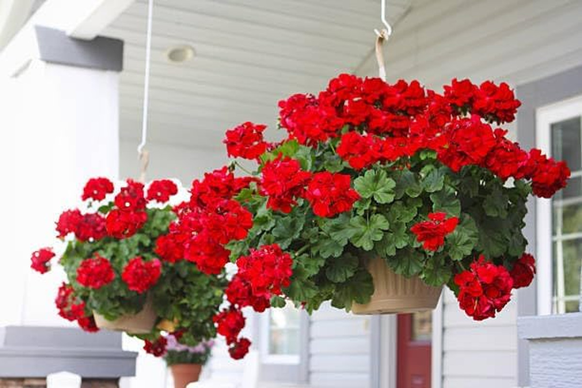 2 Pcs Artificial Red Geranium Bush Faux Flowers Geraniums Silk Flowers Outdoor P